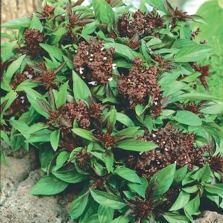 Siam Queen Basil Thumbnail